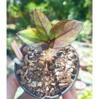 ราคา กวักมรกตดำเชื้อด่างชมพู ( zamioculcaszamiifoliablack) (11833569434)