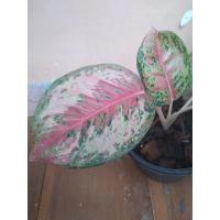 ราคา อโกลนีมา จักรเพชร ใบกลมก้านสั้นลายสวย#อโกลนีมา#จักรเพชร#40กะรัต (19800420074)