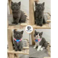 ราคา ✅สก็อตติชโฟลด์ Scottish Fold By : Oh My Cat (24307069954)
