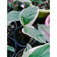 ราคา สาคูด่าง ไม้ด่างสวยๆ (11360369626)