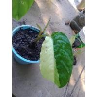 ราคา กวักพระพรหมป่าพังงา#กวักพระพรมป่าด่างฮาร์ฟ#ไม้ด่าง##ไม้มงคล#ไม้ป่าหายาก#ไม้สวยในหุบเขา (13358167504)