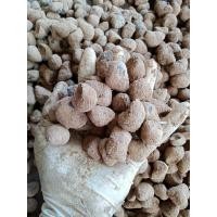 ราคา หอยขมพันเกษตร ไซส์ปล่อย จำศีลก่อนจัดส่งมีแถม (25625607274)