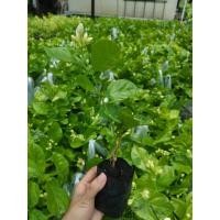 ราคา ต้นกล้ามะลิลาพันธุ์ราษฎร์บูรณะ (9937929118)
