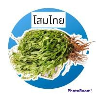 ราคา ต้นโสมไทย โสมหายากใบทานได้ (18375668342)