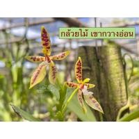 ราคา กล้วยไม้เขากวางอ่อน หายาก เขากวางอ่อน ขนาดจำหน่ายตามภาพตัวอย่าง1ไม้/ขุนเขาการ์เด้น (27412941292)