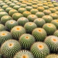 ราคา กระบองเพชร ถังทอง Echinocactus grusonii (5541806646)