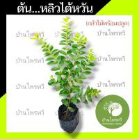 ราคา ต้นหลิวไต้หวัน บ้านไทรทวี ต้นไม้ตาย เคลมฟรี ทุกต้น เฉพาะ ระหว่างขนส่ง เท่านั้น หลิวไต้หวัน ต้นหลิว หลิว (10014119090)