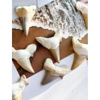 ราคา Shark Fossil Teeth, Protection & Strength, Shark Tooth Fossil, Shark Tooth, Shark Fossil Tooth, Shark Fossil (28663793529)