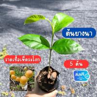 ราคา [เก็บส่วนลดหน้าร้าน] ต้นกล้ายางนาราดเชื้อเห็ดระโงก 5 ต้น ต้นยางนา พร้อมปลูก ขนาด 30-40 ซม. (42102919639)