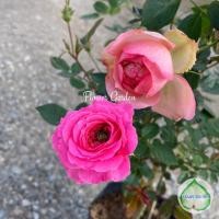 ราคา F607 กุหลาบ 2 พันธุ์ใน 1ต้น 2in1 หนูฮอลแลนด์+ชาร์มมิ่งเปียใน (ส่งต้นติดดอก) แบบถุง (13462210385)