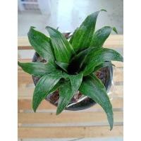 ราคา วาสนาเก้าชั้น ไม้มงคล/ไม้ประดับ พร้อมส่ง มีเก็บเงินปลายทาง (9375929431)