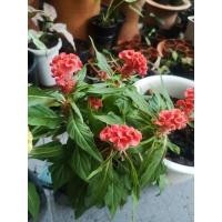 ราคา ต้นหงอนไก่สีแดงกอใหญ่ (13520821649)