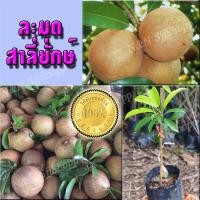 ราคา ละมุดสาลี่ยักษ์ 1 ต้น ปลูกง่าย ลูกใหญ่ รสชาติหวาน ต้นพันธุ์พร้อมส่ง (3166503756)