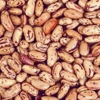 ราคา ขายดี!! Pinto Beans - Rajma - ถั่วแดงหลวง - ถั่วปินโต 500 g. (43006517658)