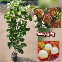 ราคา ต้นเงาะโรงเรียน ( ทาบกิ่ง ) (25043030125)