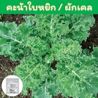 ราคา จ่าย0฿โค้ดINCEL12ผักเคลใบหยิก / คะน้าใบหยิก เมล็ดพันธุ์ 150+ เมล็ด (Kale) (5320006051)