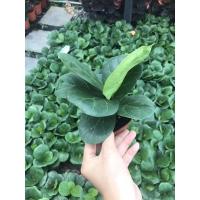 ราคา ต้นไม้ฟอกอากาศ-ไทรใบสักแคระ (9480610976)