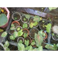 ราคา บอนสี ช้างเผือกใบบัว ต้นเบบี๋ (12655392020)