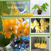 ราคา โฮย่าค้างคาวหน้าจืด Hoya Lasiantha ไม้แขวนประดับ ออกดอกเก่ง ส่งต้นติดดอก แถมลวดฟรี (12785217131)