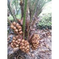 ราคา ต้นสละอินโดสายน้ำผึ้ง/ปลูกง่ายโตเร็ว (7445638789)