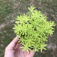 ราคา เศรญฐีแพรทอง แพรทอง แพรทองแคระ ไม้มงคล ไม้อวบน้ำ (17343814834)