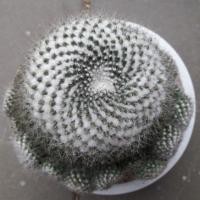 ราคา Cake Cactus Farm กระบองเพชร Mammillaria hahniana แมมฮาเนียน่า (2359365967)