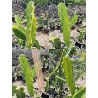 ราคา 5 - ตอสามเหลี่ยมด่าง ตัดสด ตรงปก Cactus ตอด่าง สามเหลี่ยมด่าง ตอสามเหลี่ยม ตลาดตอ แคคตัส กระบองเพชร ไม้อวบน้ำ ราคาถูก (9975209990)