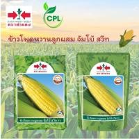 ราคา ข้าวโพดหวานลูกผสม จัมโบ้สวีท F1 (28209490754)