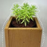 ราคา ต้นเศรษฐีแพรทอง ส่งฟรี ! (4934231732)