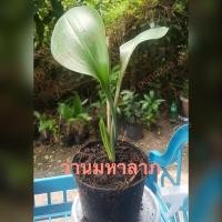 ราคา ว่านมหาลาภ ต้นว่านมหาลาภ ไม้มงคล ดอกสีส้ม พร้อมส่ง (9683384575)