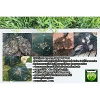 ราคา ร่มดักกุ้งแบบ 8ช่อง มุ้งดักปลา ตาข่ายดักปลา ดักจับกุ้งปลา ตาข่ายดักกุ้ง ที่ดักปลา กุ้ง อุปกรณ์จับปลา ขนาด 15x59x6 ซม. (5625491451)