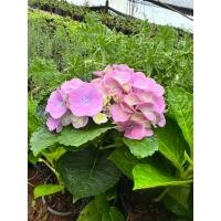 ราคา ต้นดอกไฮเดรนเยียร์ กระถาง5นิ้ว (42969026778)