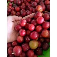 ราคา เชอรี่ดอย ออแกนิก เชอรี่ดอยสดนอกฤดู เชอรี่ ผลไม้ ขนาด 1kg. (25566202477)