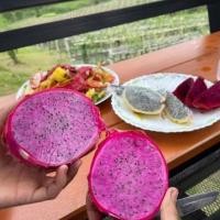 ราคา กิ่งพันธุ์แก้วมังกร สีขาว สีเหลือง สีแดง สีดำ สีชมพู (19316162684)