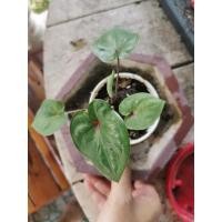 ราคา บอนสี ชื่อ เศรษฐีพันล้าน (ไม่ด่าง) ต้นที่ 3 (4893935274)