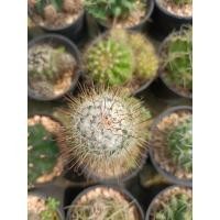 ราคา บอมไบเซียน่า Mammillaria Bombycina (26825798631)