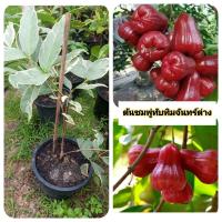 ราคา ต้นทับทิมจันทร์ใบด่าง ชมพู่ทับทิมจันทร์ด่าง (43752578485)