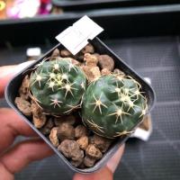 ราคา Coryphantha elephantidens ช้างแคคตัส (2646460383)