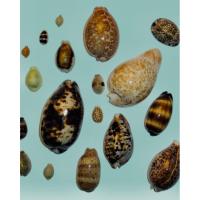 ราคา หอยเบี้ย เบี้ยแก้ เครื่องรางจากธรรมชาติโบราณกาล (27708640526)