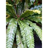 ราคา เฟิร์นข้าหลวง, ต้นเฟิร์น, ไม้มงคล (43369116023)