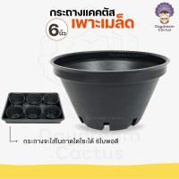 ราคา กระถางเพาะเมล็ด 6 นิ้ว กระถาง 6นิ้ว กระถางเพาะเมล็ดแคคตัส กระถางทรงกลม กระถางเตี้ย กระถางแยกพอต กระถาง 6นิ้ว (8948461304)