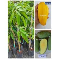 ราคา ต้นมะม่วงมันศาลายา กิ่งทาบ ตอแก้วขมิ้น ออกทวายรสชาติมัน #พันธุ์แท้ รับประกันสายพันธุ์ #มะม่วงโบราณ #มะม่วงที่หายาก (2554544807)