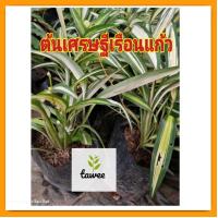 ราคา ต้นเศรษฐีเรือนแก้ว ไม้มงคลในกระถาง 4 นิ้ว ไม้ฟอกอากาศ ปลูกในที่แดดรำไร เป็นพุ่ม (22128569693)