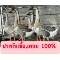 ราคา ไข่เชื้อห่าน พันธุ์ห่านจีน มีขาว มีเทา(ราคานี้แบบประกันเชื้อนะครับมีเชื้อๆเดิน100%)และเคลม 100% ใบละ 500 บาท (29962133483)