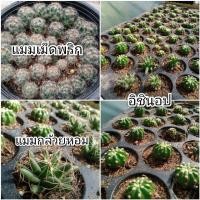 ราคา ต้นกระบองเพชร แมมเม็ดพริก, สามร้อยยอด แมมกล้วยหอม อิชินอป ดาวล้อมเดือน ส่งเคาะราก/ตัดสด (9103431942)