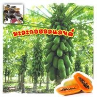 ราคา เมล็ดพันธ์ุมะละกอฮอลแลนด์ 100 เมล็ด/20 เมล็ด (7955910846)