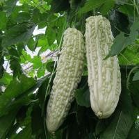 ราคา White Bitter Gourd Seeds เมล็ดมะระขาวไต้หวัน เมล็ดมะระแอปเปิ้ลขาว 10เมล็ด มะระหัวใจสีขาว Apple White Bitter Gourd Seeds (44067080867)