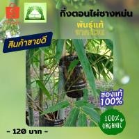 ราคา กิ่งไผ่ซางหม่นพันธุ์แท้จากสวนวิถีไผ่ (4576207816)
