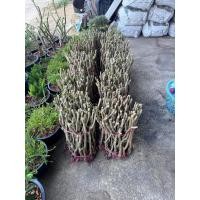 ราคา กิ่งชะอมพันธุ์มีหนามยกมัด50กิ่ง/แบ่งกิ่ง (43902742123)