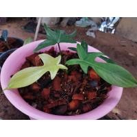 ราคา กุ้งโกสสวยๆ 3 ใบ 1 หลอด (11803922506)